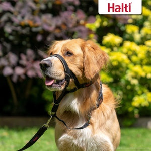 The Company of Animals HALTI Headcollar (Schwarz)